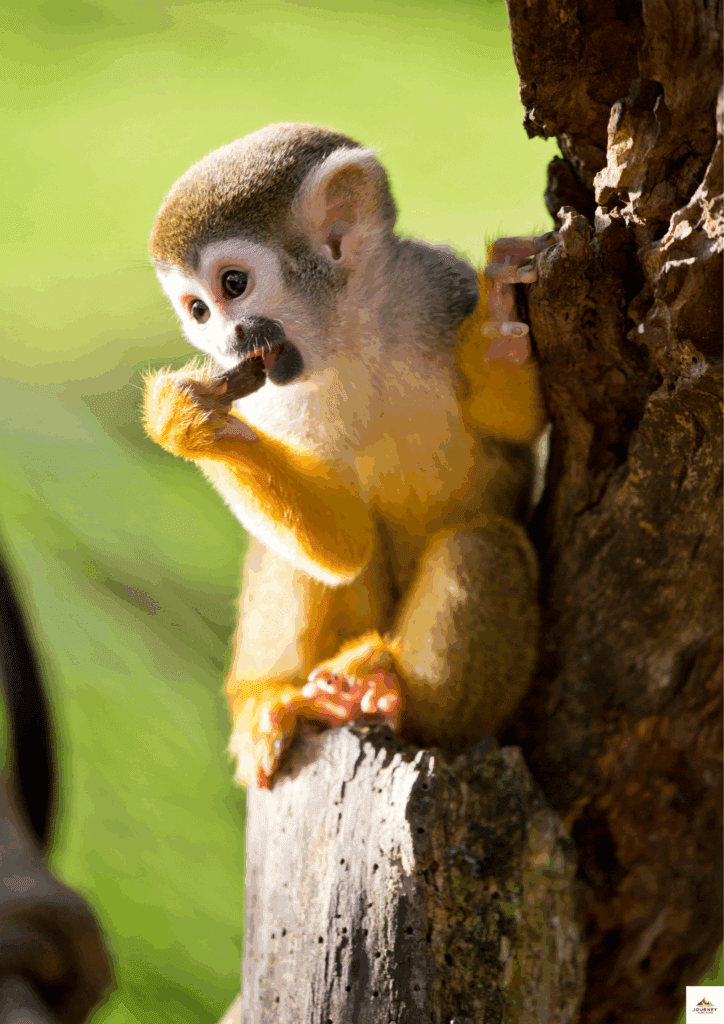 12 Day Amazon Package