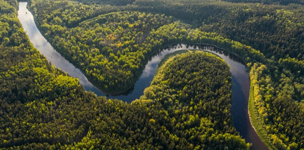 The Amazon Rainforest