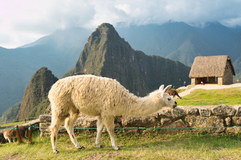 Llama in Machu Picchu