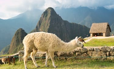 Llama in Machu Picchu