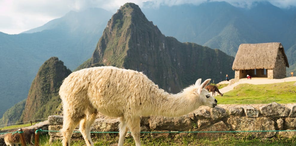 Llama in Machu Picchu